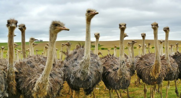 ostriches in group